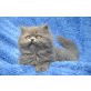 Perser - Katze