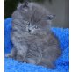 Perser - Katze