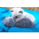 Perser - Katze