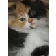 Perser - Katze