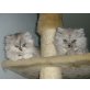 Perser - Katze