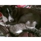Perser - Katze