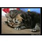 Perser - Katze