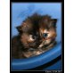 Perser - Katze