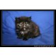 Perser - Katze