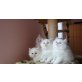 Perser - Katze