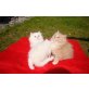 Perser - Katze