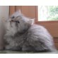 Perser - Katze
