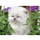 Perser - Katze