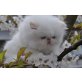 Perser - Katze