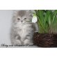 Perser - Katze