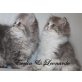 Perser - Katze