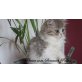 Perser - Katze