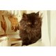 Perser - Katze