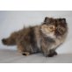 Perser - Katze