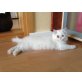 Perser - Katze