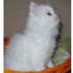 Perser - Katze