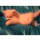 Perser - Katze