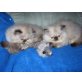 Perser - Katze
