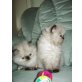 Perser - Katze