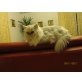 Perser - Katze