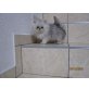 Perser - Katze