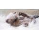 Perser - Katze
