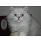 Perser - Katze
