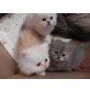 Perser - Katze