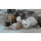 Perser - Katze