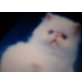 Perser - Katze