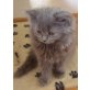 Perser - Katze