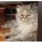 Perser - Katze