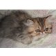 Perser - Katze