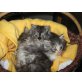 Perser - Katze