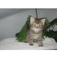Perser - Katze