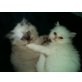 Perser - Katze