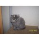 Perser - Katze