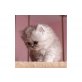 Perser - Katze