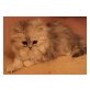 Perser - Katze