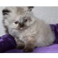 Perser - Katze