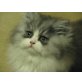 Perser - Katze