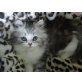 Perser - Katze