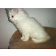 Perser - Katze