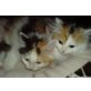 Perser - Katze
