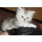 Perser - Katze