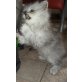 Perser - Katze