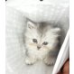 Perser - Katze