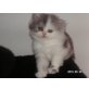 Perser - Katze