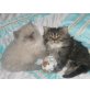 Perser - Katze